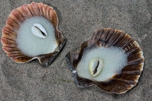 易翻译APP和网页版哪个更好用？，容易在线翻译 - 易翻译官网-易翻译官网